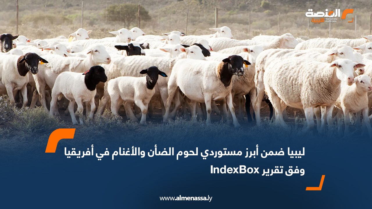 ليبيا ضمن أبرز مستوردي لحوم الضأن والأغنام في أفريقيا وفق تقرير IndexBox