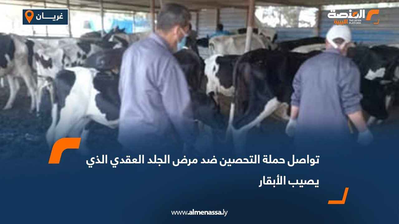 تواصل حملة التحصين ضد مرض الجلد العقدي الذي يصيب الأبقار