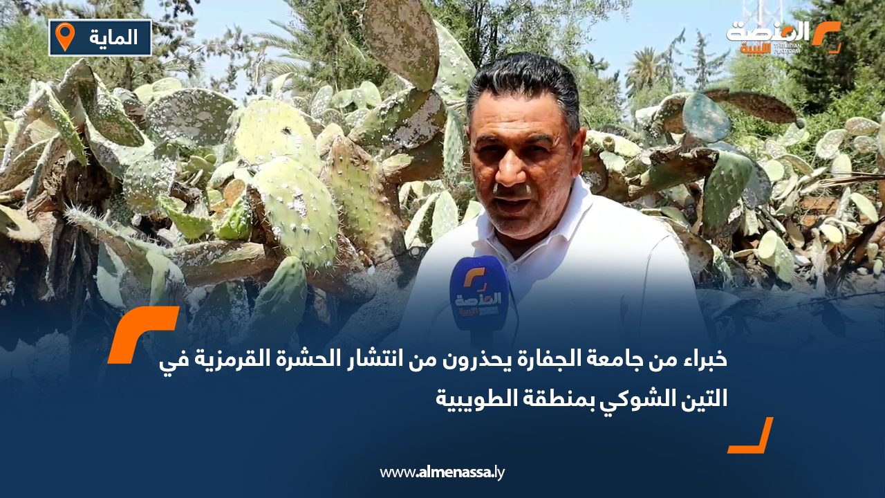 خبراء من جامعة الجفارة يحذرون من انتشار الحشرة القرمزية في التين الشوكي بمنطقة الطويبية