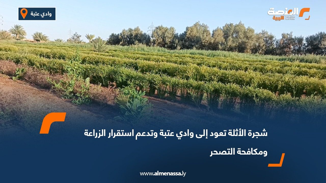 شجرة الأثلة تعود إلى وادي عتبة وتدعم استقرار الزراعة ومكافحة التصحر