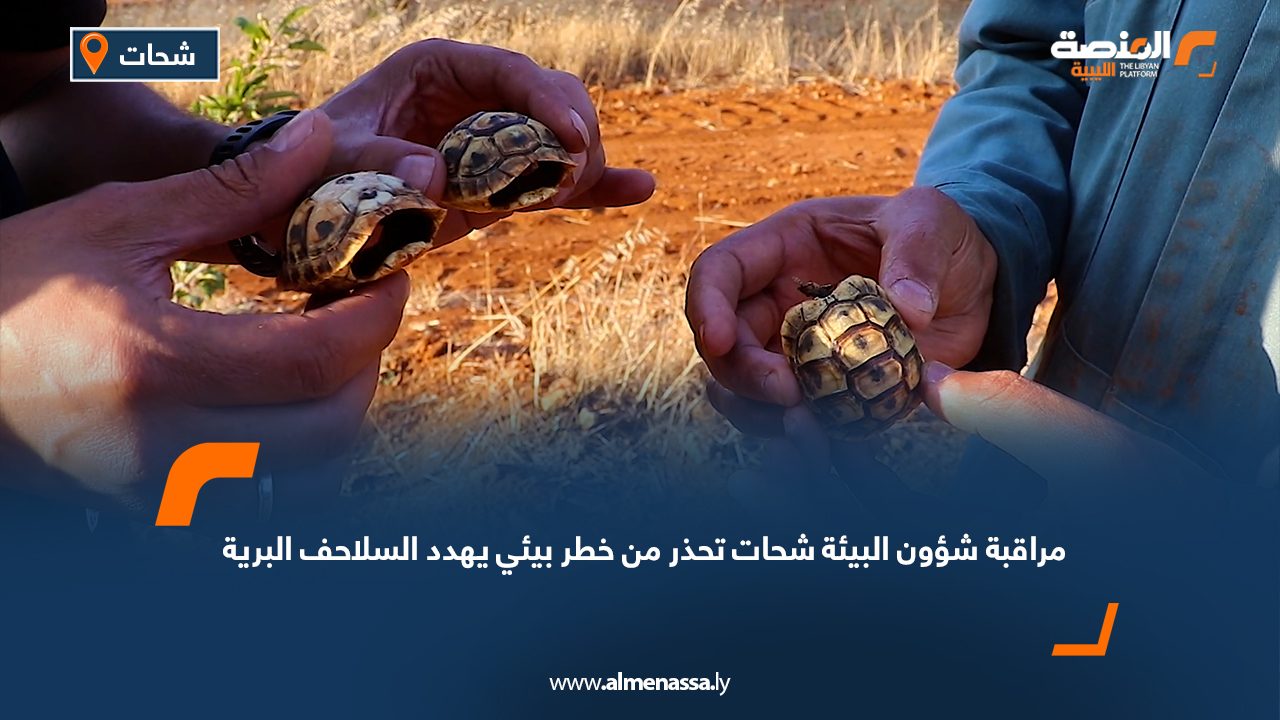 مراقبة شؤون البيئة شحات تحذر من خطر بيئي يهدد السلاحف البرية