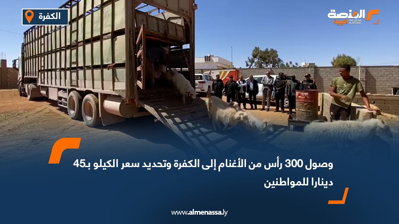 وصول 300 رأس من الأغنام إلى الكفرة وتحديد سعر الكيلو بـ45 دينارا للمواطنين
