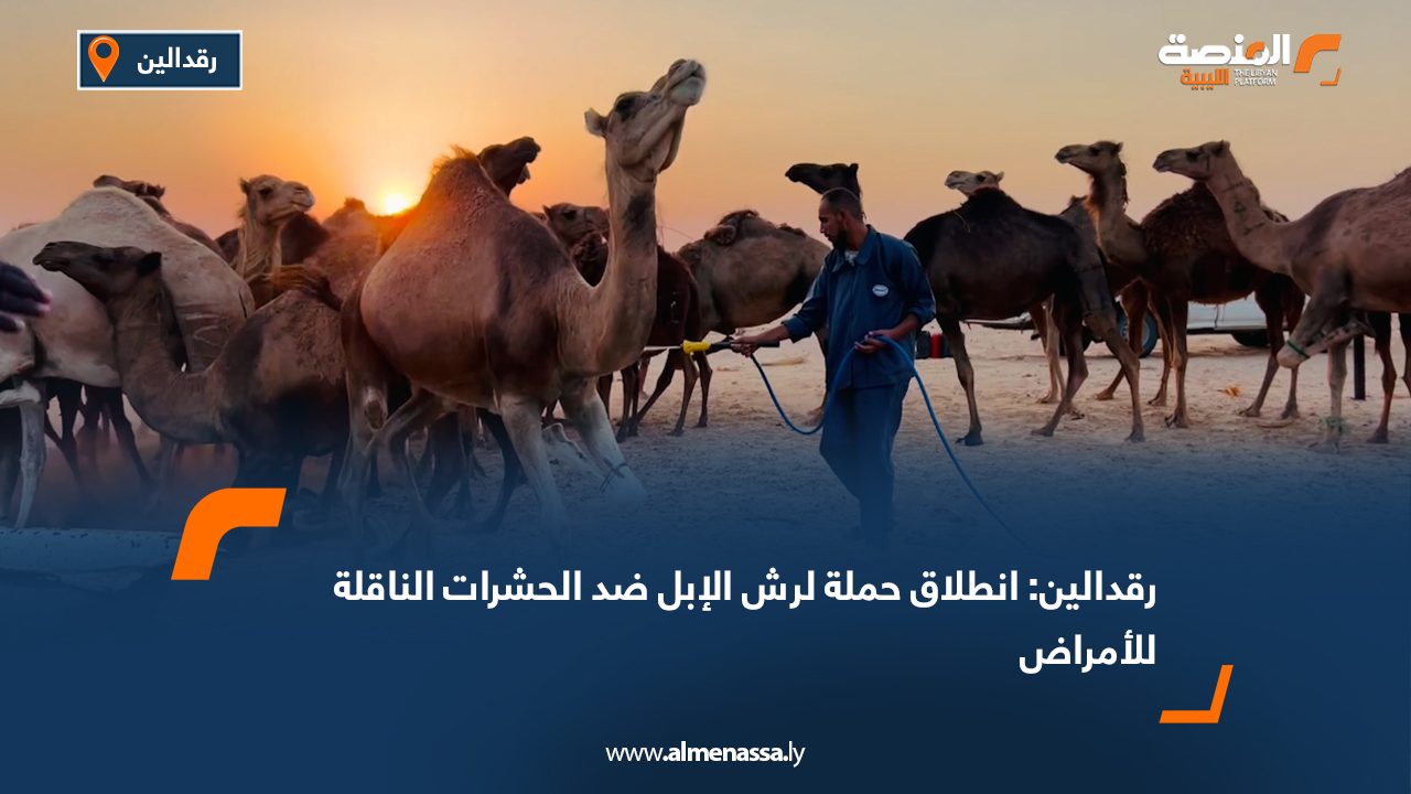 رقدالين: انطلاق حملة لرش الإبل ضد الحشرات الناقلة للأمراض