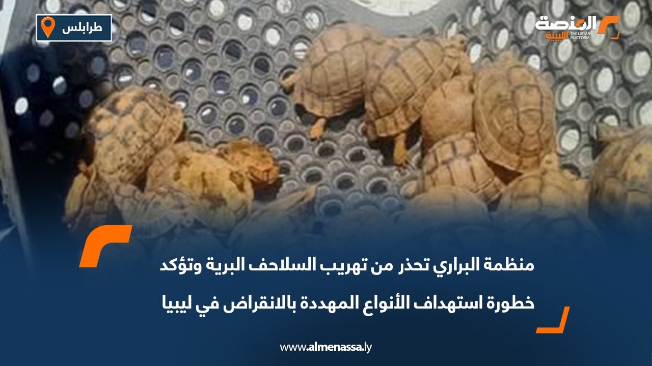 منظمة البراري تحذر من تهريب السلاحف البرية وتؤكد خطورة استهداف الأنواع المهددة بالانقراض في ليبيا