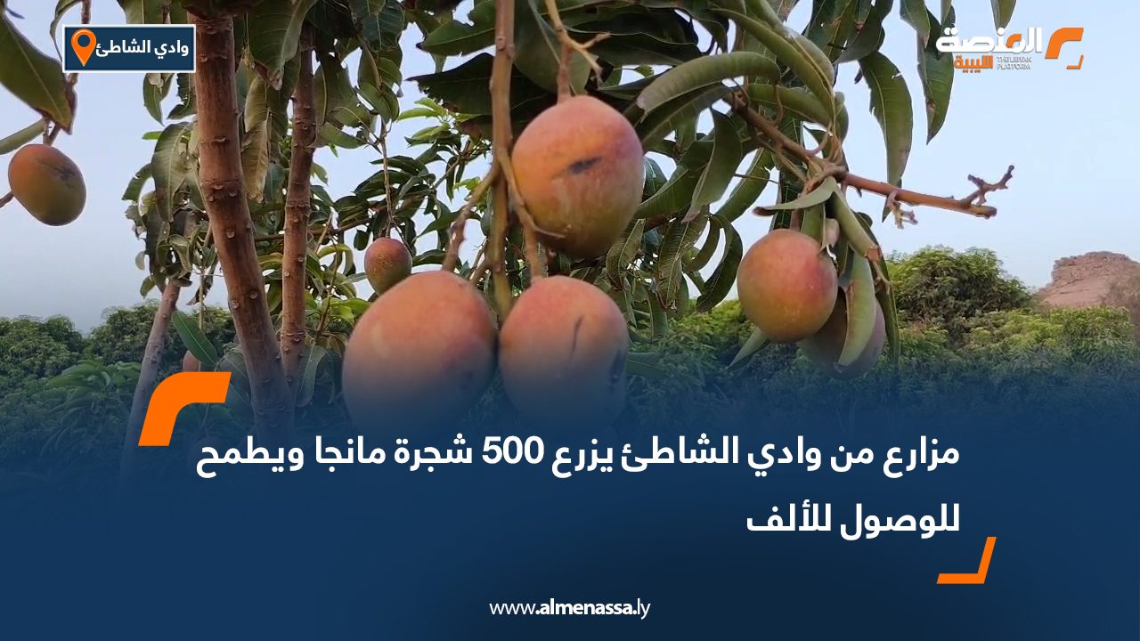 مزارع من وادي الشاطئ يزرع 500 شجرة مانجا ويطمح للوصول للألف