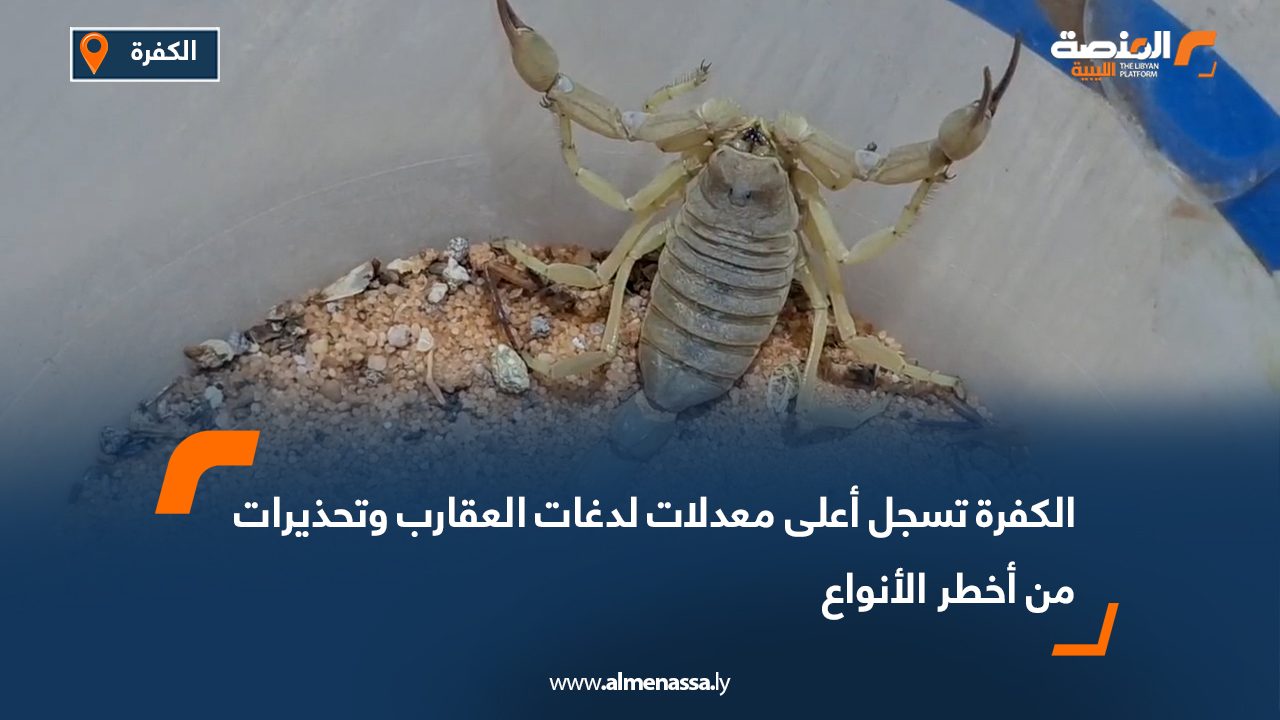 الكفرة تسجل أعلى معدلات لدغات العقارب وتحذيرات من أخطر الأنواع
