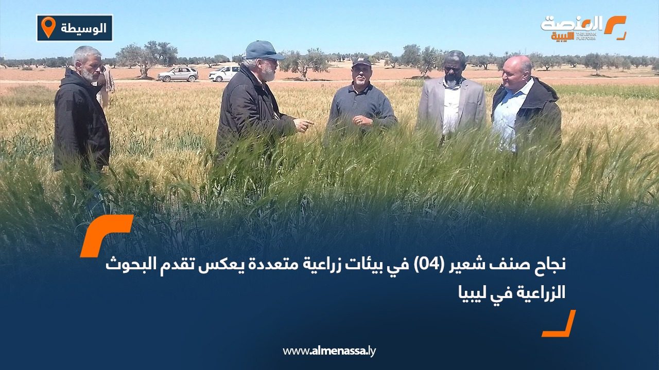 نجاح صنف شعير (04) في بيئات زراعية متعددة يعكس تقدم البحوث الزراعية في ليبيا