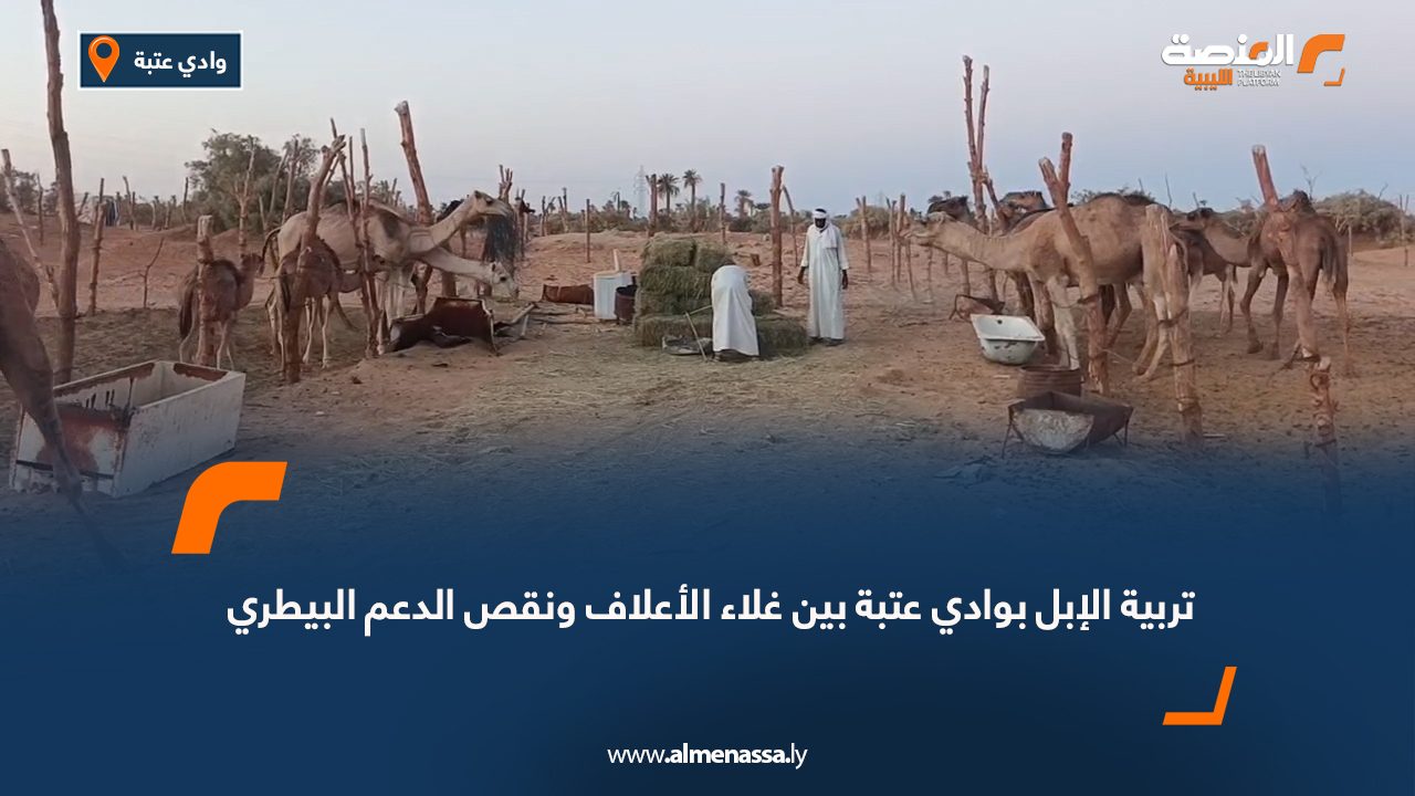 تربية الإبل بوادي عتبة بين غلاء الأعلاف ونقص الدعم البيطري