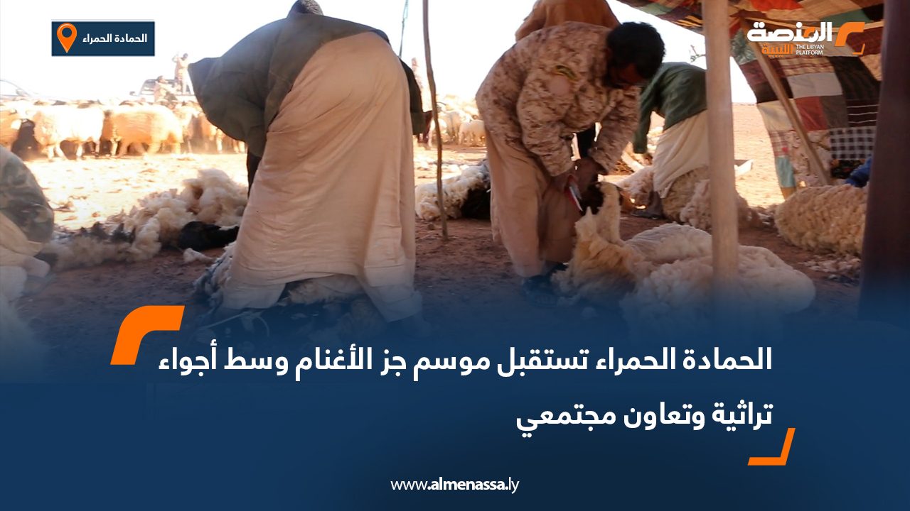 الحمادة الحمراء تستقبل موسم جز الأغنام وسط أجواء تراثية وتعاون مجتمعي