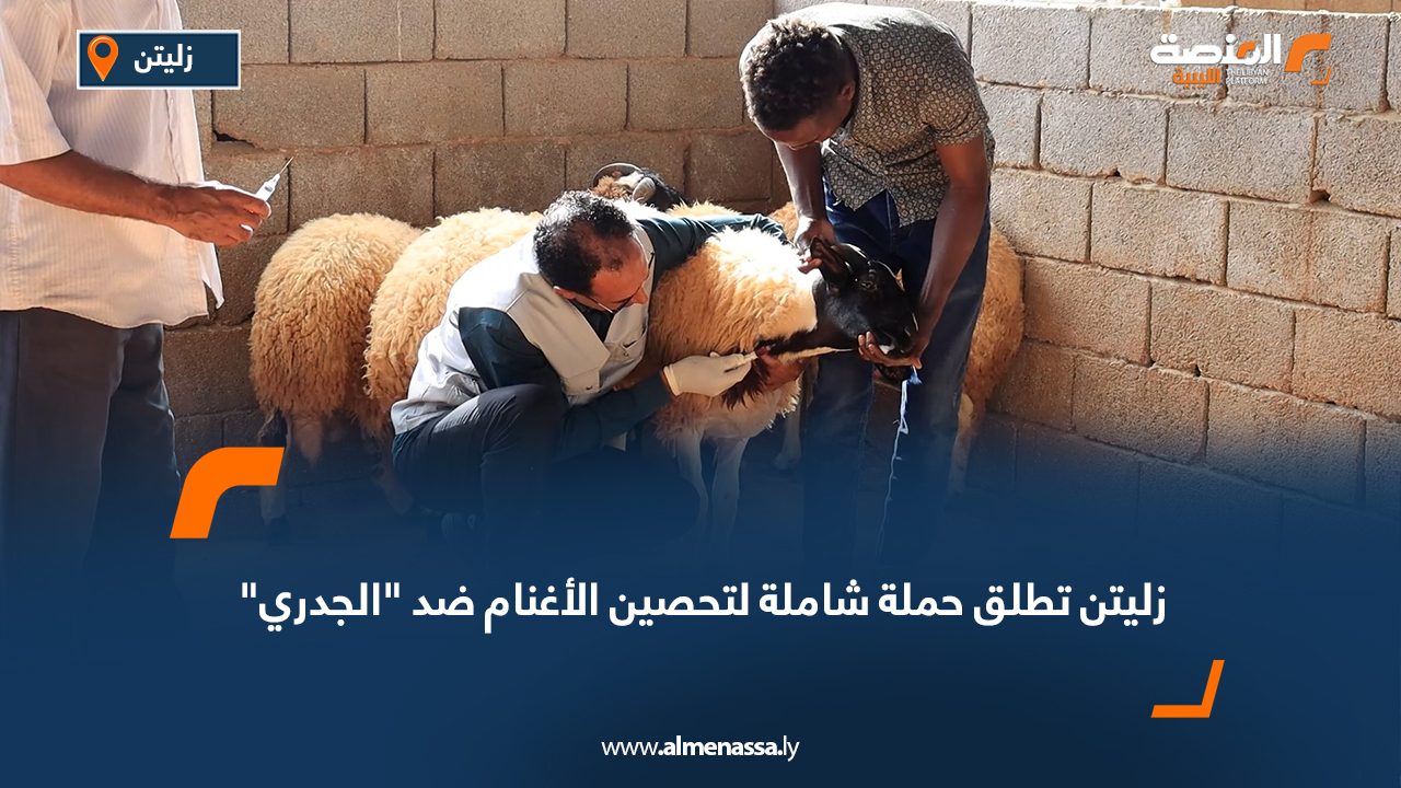 زليتن تطلق حملة شاملة لتحصين الأغنام ضد "الجدري"