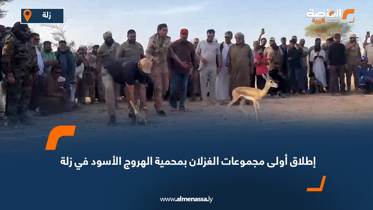 إطلاق أولى مجموعات الغزلان بمحمية الهروج الأسود في زلة