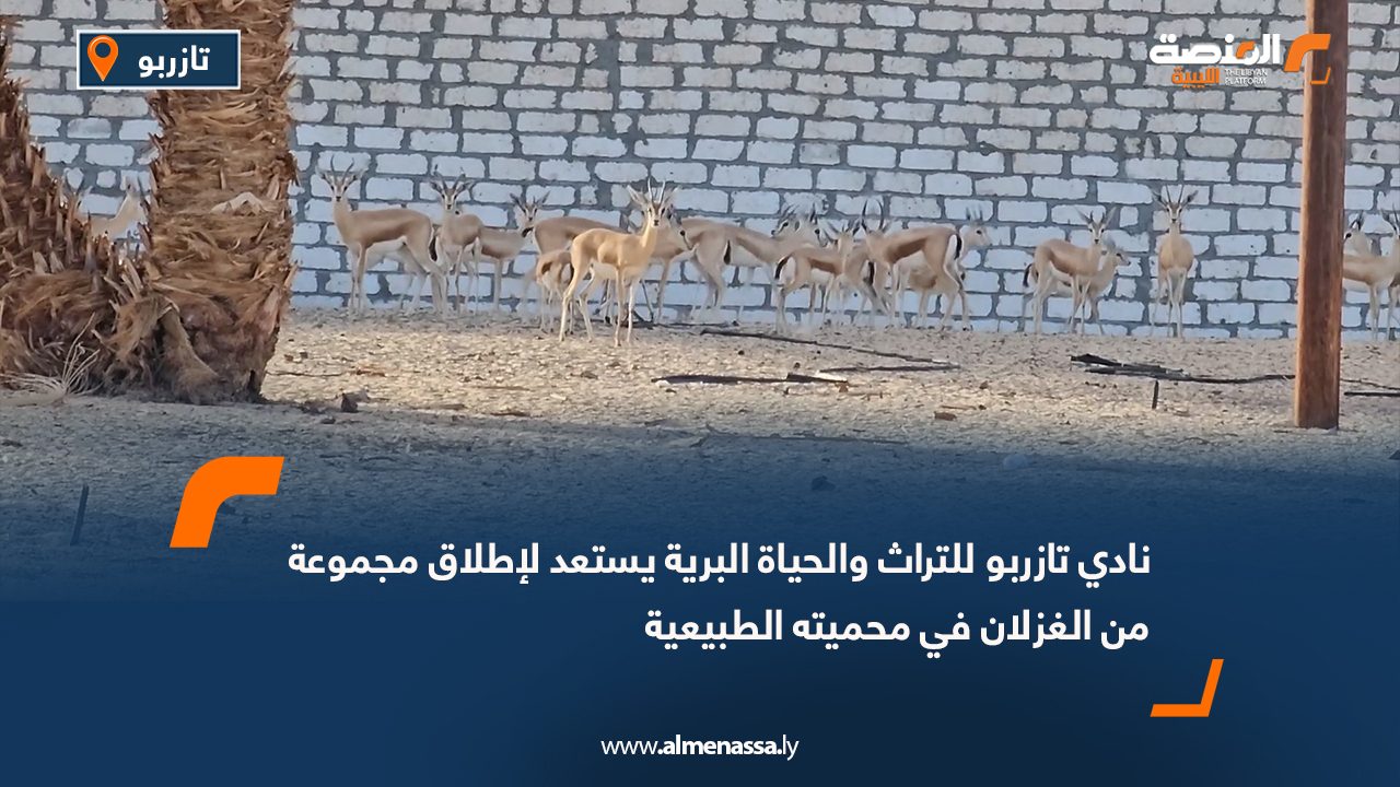 نادي تازربو للتراث والحياة البرية يستعد لإطلاق مجموعة من الغزلان في محميته الطبيعية