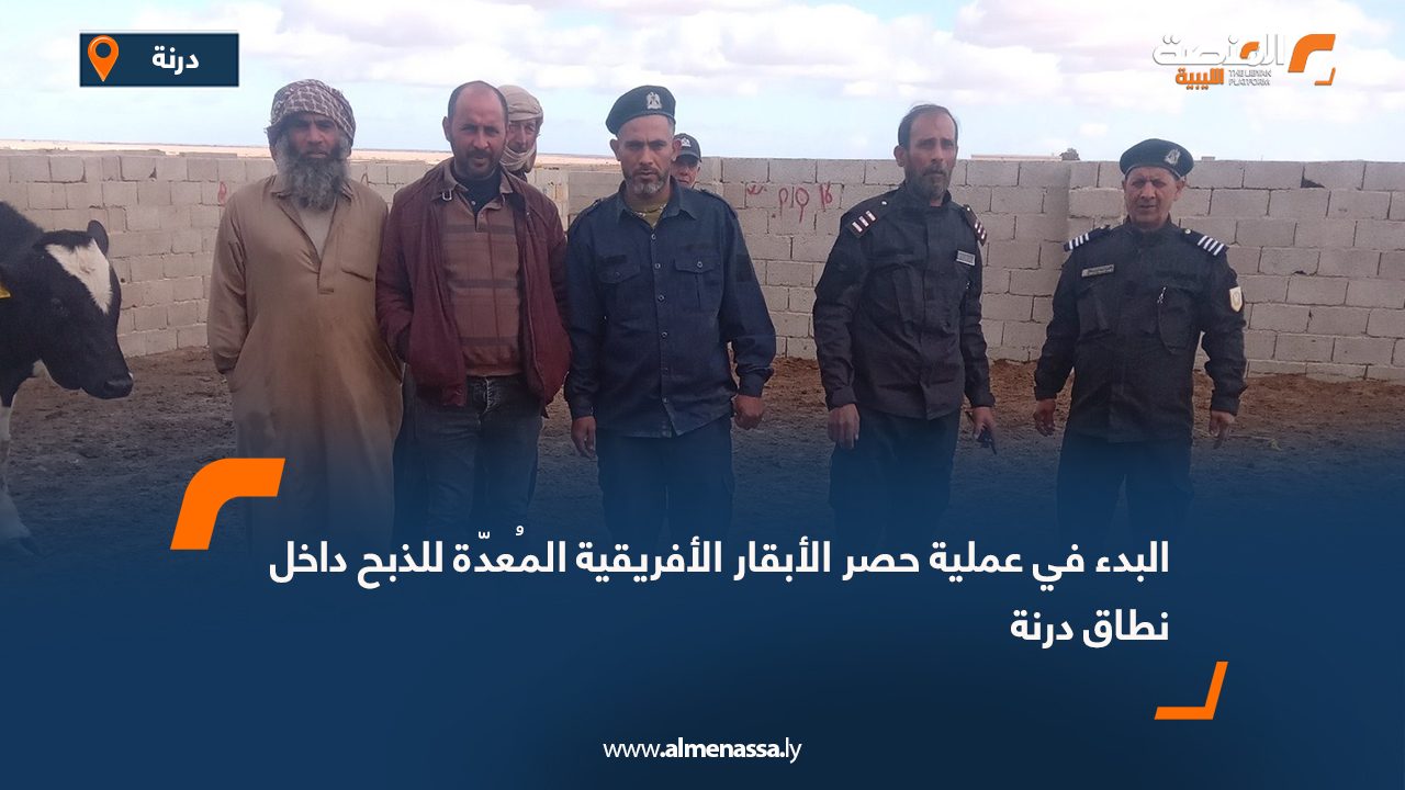 البدء في عملية حصر الأبقار الأفريقية المُعدّة للذبح داخل نطاق درنة