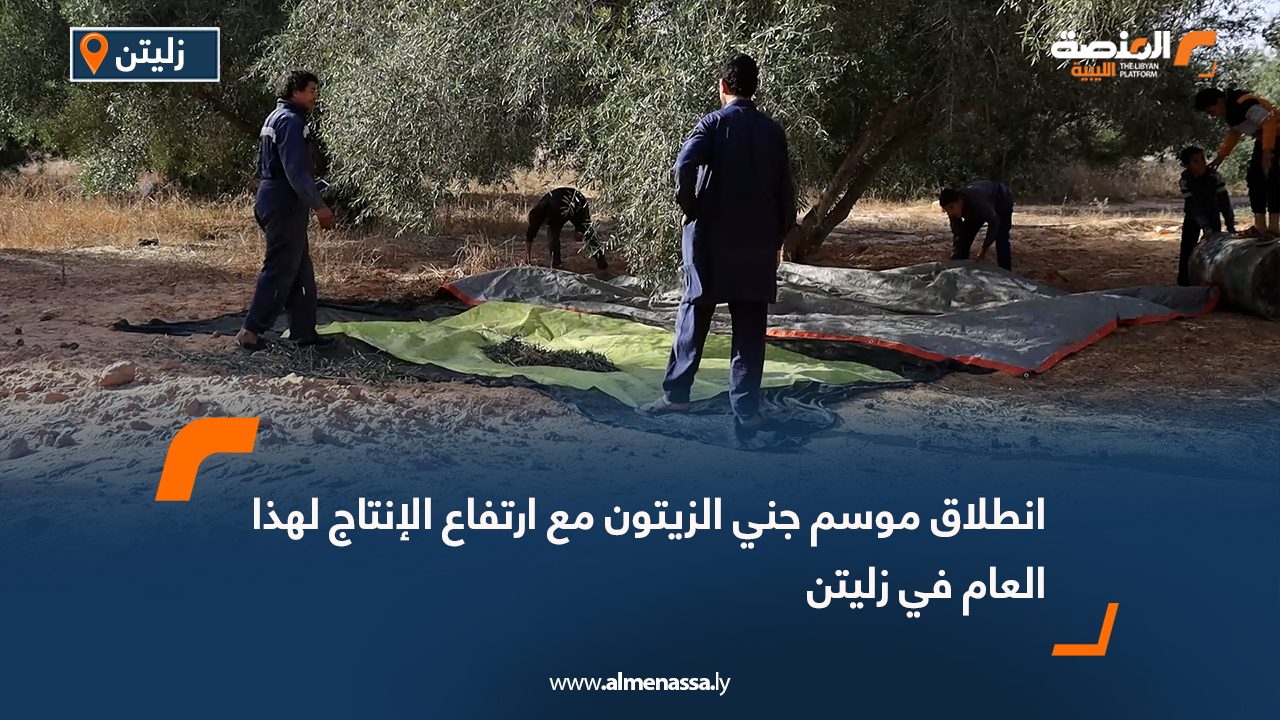 انطلاق موسم جني الزيتون مع ارتفاع الإنتاج لهذا العام في زليتن