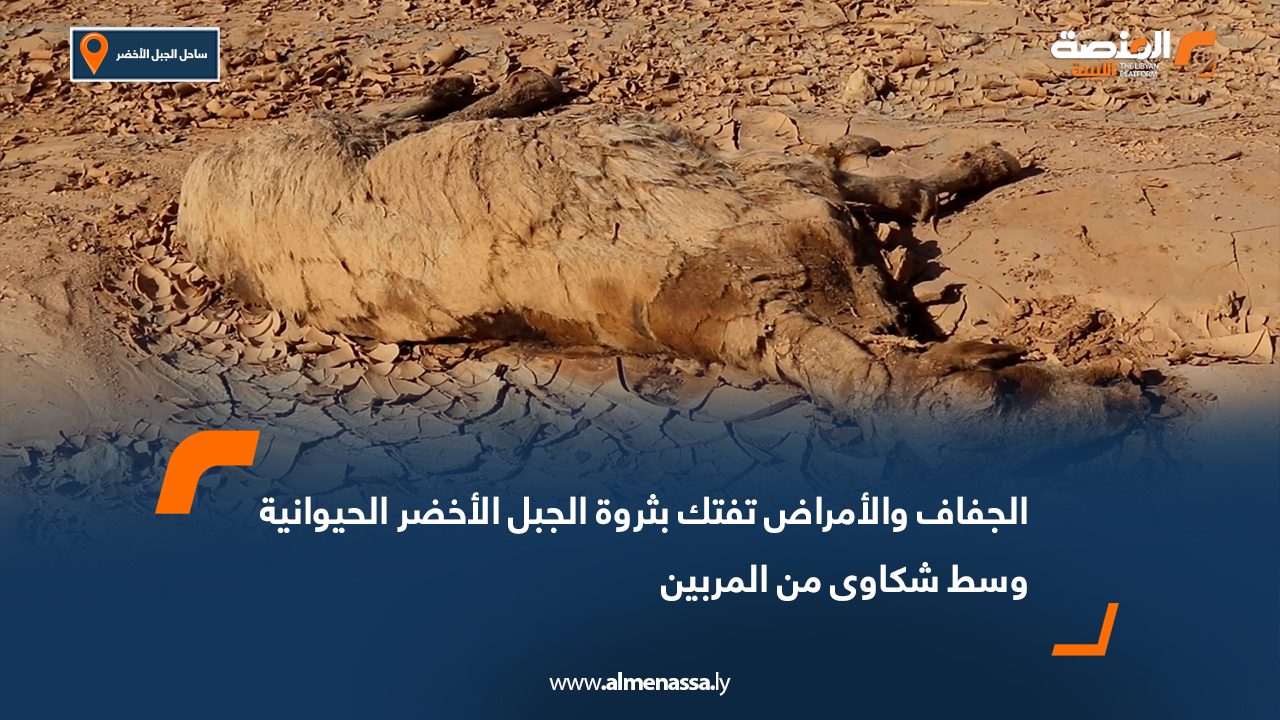 الجفاف والأمراض تفتك بثروة الجبل الأخضر الحيوانية وسط شكاوى من المربين