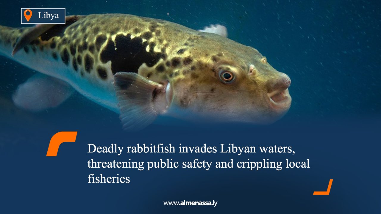 Deadly rabbitfish invades Libyan waters, threatening public safety and crippling local fisheries