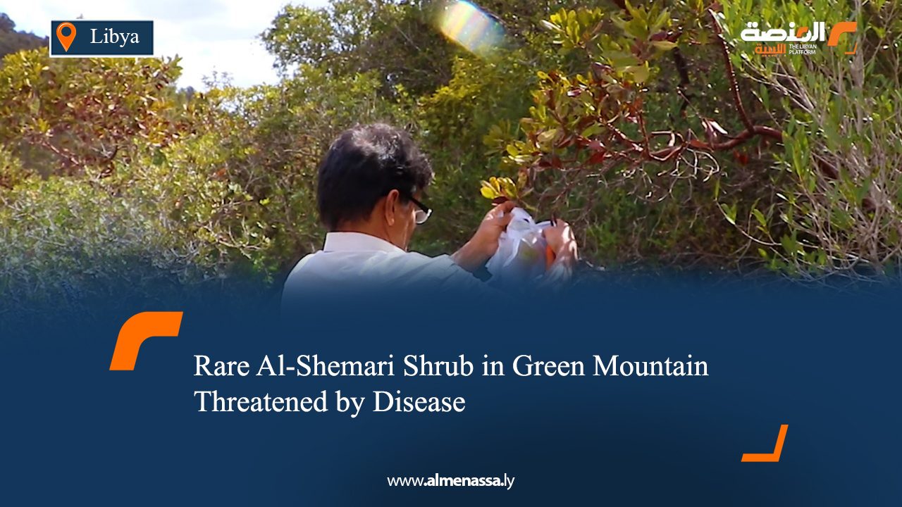 Rare Al-Shemari Shrub in Green Mountain Threatened by Disease