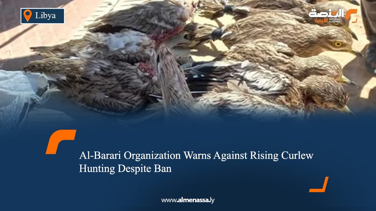 Al-Barari Organization Warns Against Rising Curlew Hunting Despite Ban