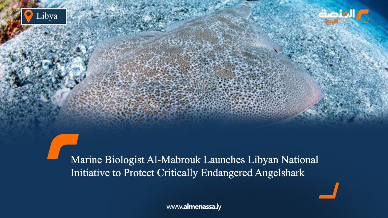 Marine Biologist Al-Mabrouk Launches Libyan National Initiative to Protect Critically Endangered Angelshark