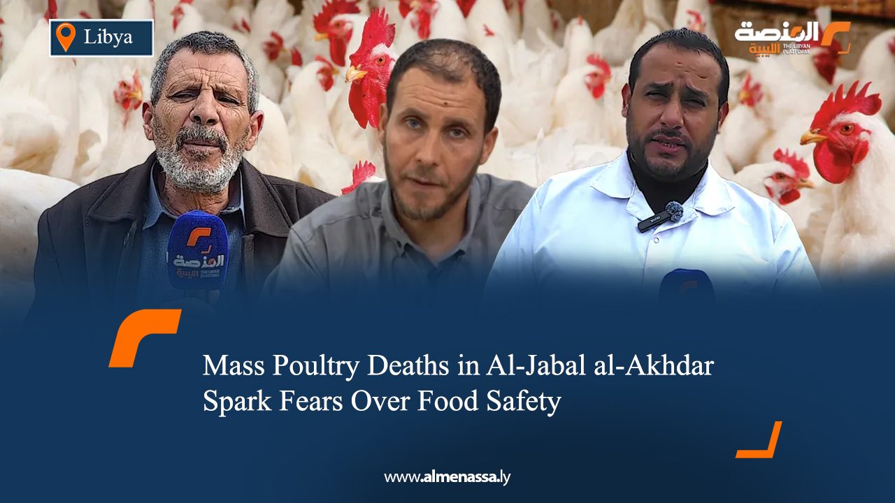Mass Poultry Deaths in Al-Jabal al-Akhdar Spark Fears Over Food Safety