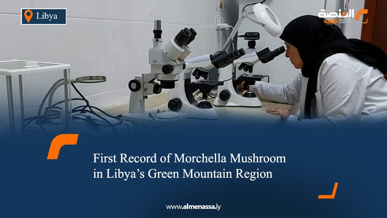 First Record of Morchella Mushroom in Libya’s Green Mountain Region