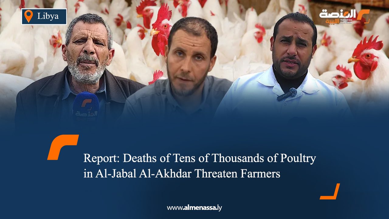 Report: Deaths of Tens of Thousands of Poultry in Al-Jabal Al-Akhdar Threaten Farmers
