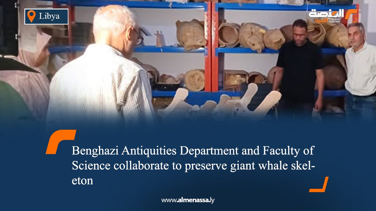 Benghazi Antiquities Department and Faculty of Science collaborate to preserve giant whale skeleton